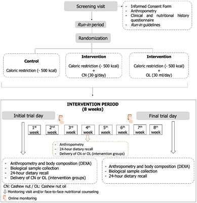 Cashew nut (Anacardium occidentale L.) and cashew nut oil reduce cardiovascular risk factors in adults on weight-loss treatment: a randomized controlled three-arm trial (Brazilian Nuts Study)
